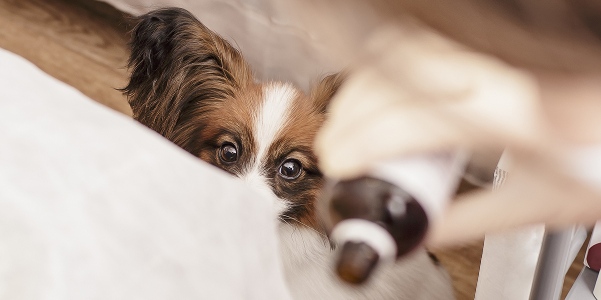 how to trick your dog into taking liquid medicine