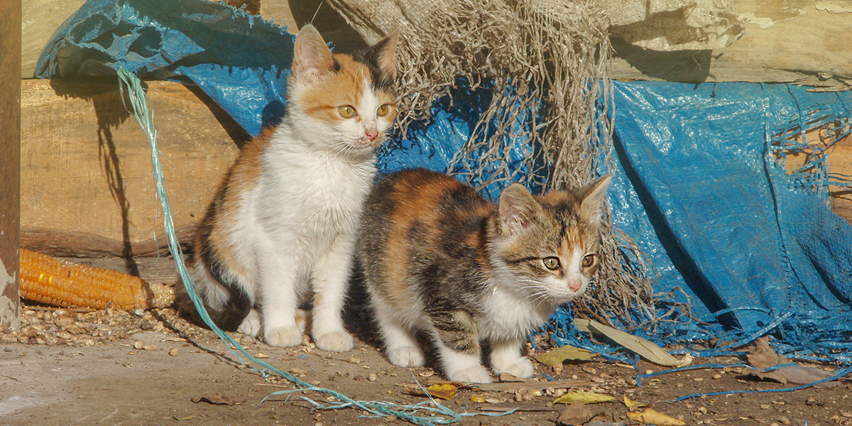 abandoned kittens