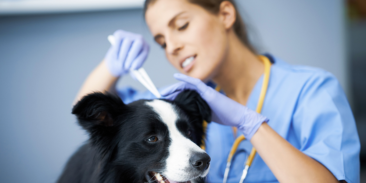 tick infestation on dogs