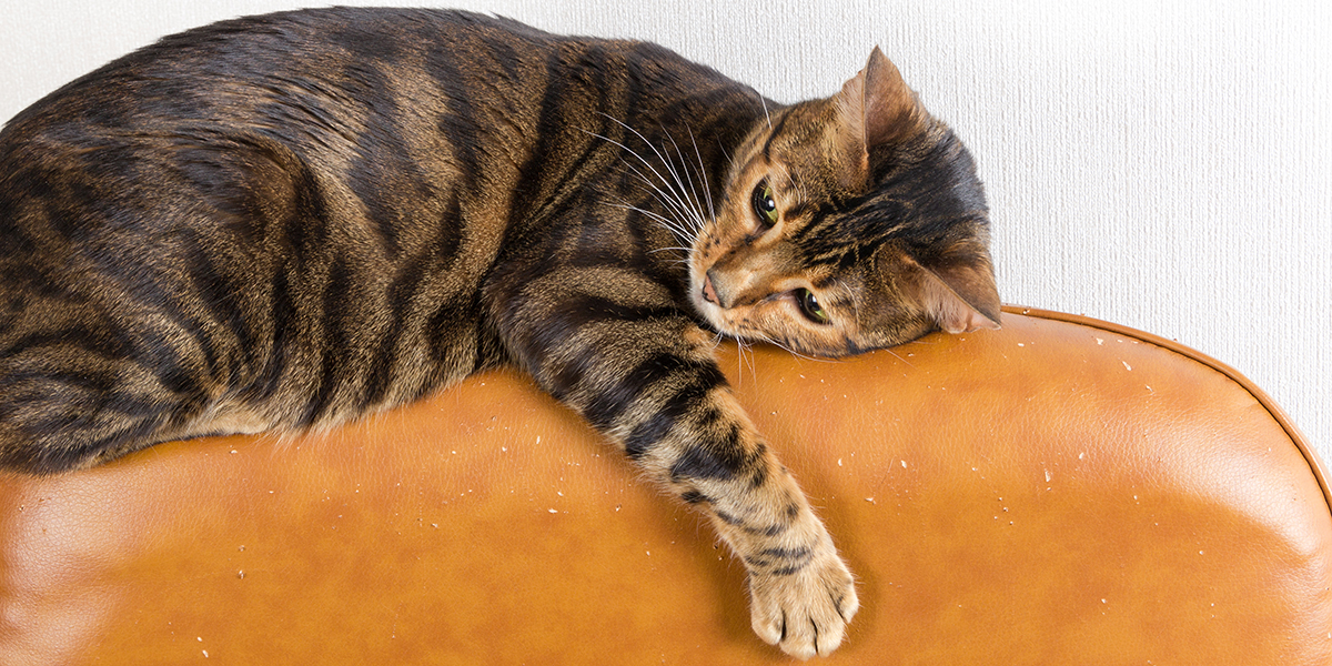 why do cats scratch furniture