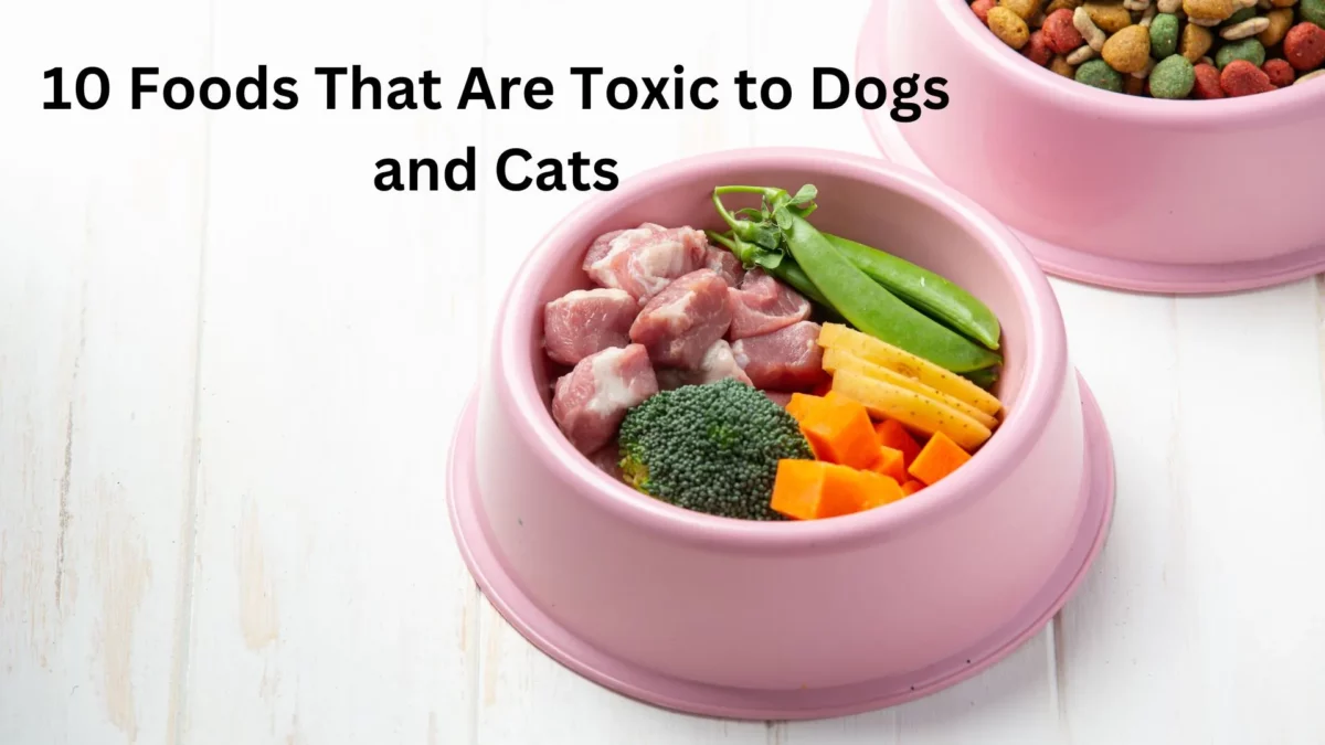 toxic foods for dogs and cats