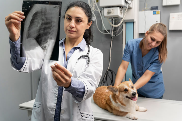 a doctor checking dog x ray