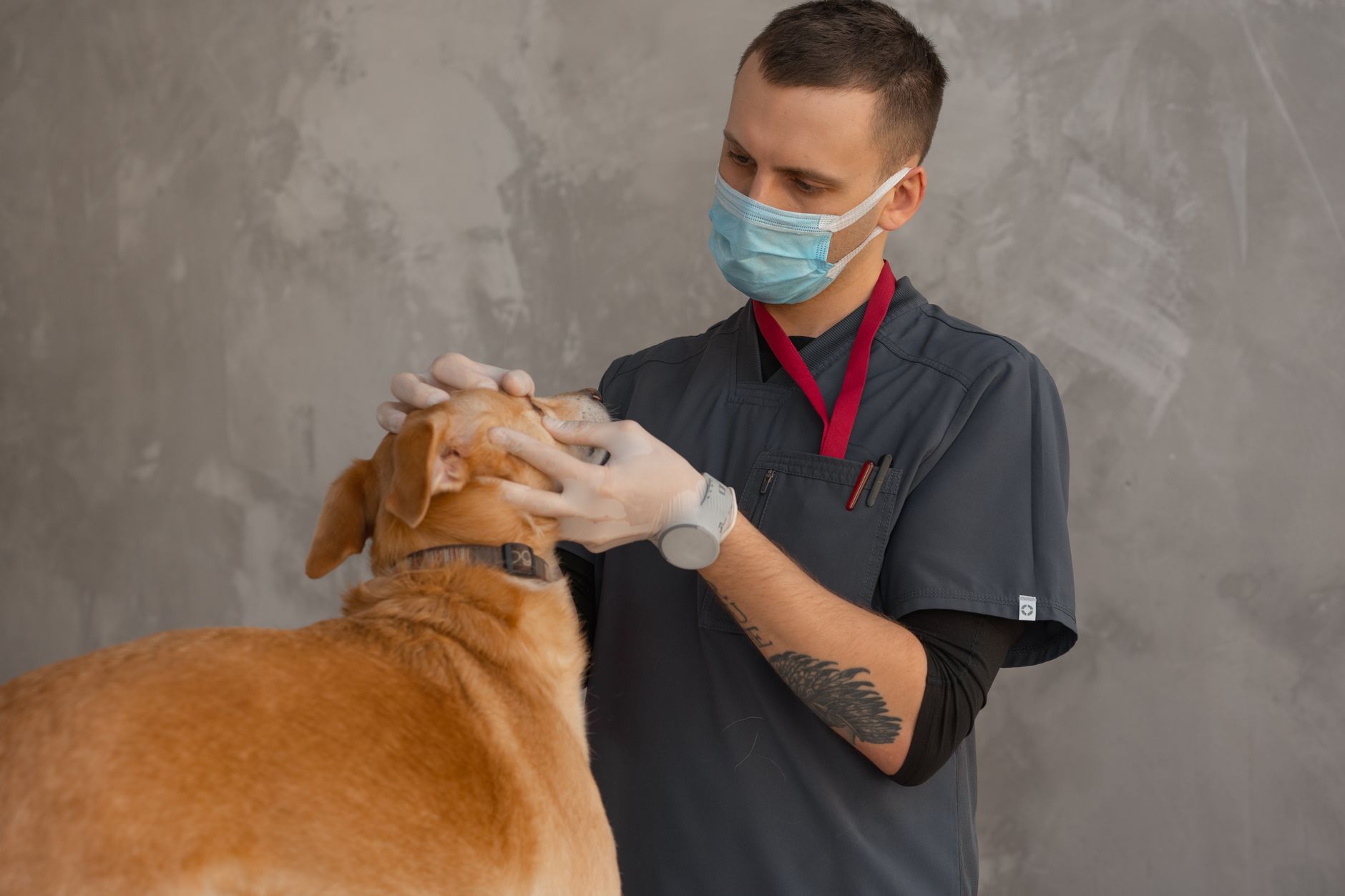 A warm, friendly veterinary examination room scene showing a female veterinarian in scrubs gently examining a golden