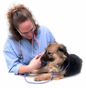 Tucson Pet Clinic | About History