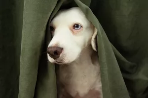 Greyhound Separation Anxiety - Anxious Puppy Hiding Under Blanket