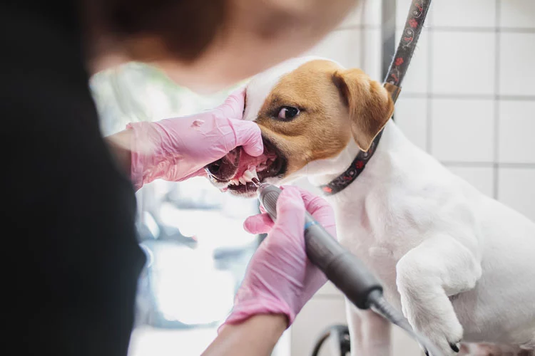 vet brushing dog teeth 