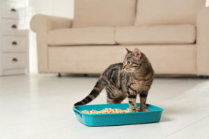 Practice Good Pet Hygiene - Cat in Litter Box