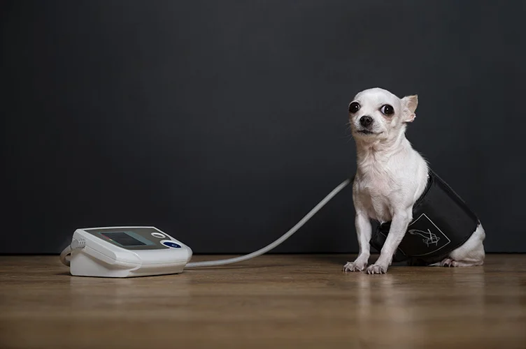 Small Dog Hooked Up to Vitals Monitor