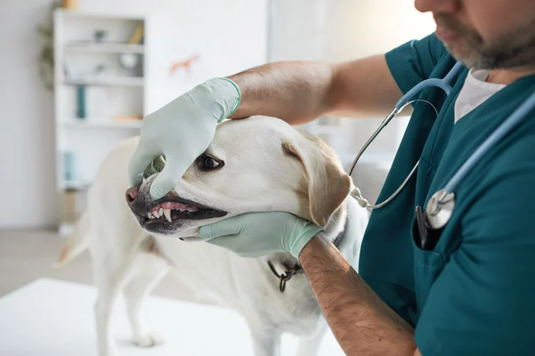 veterinarian examining dog teeth problem