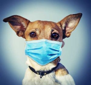 Puppy Vaccination - Puppy Wearing Mask