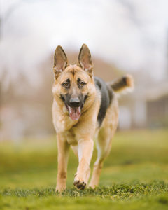 Dog Health Issues - German Shepherd Breed