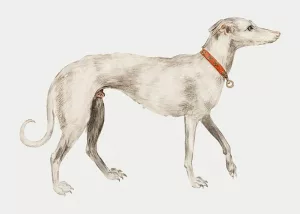 Greyhound Separation Anxiety. Photo of an elegant greyhound with a collar