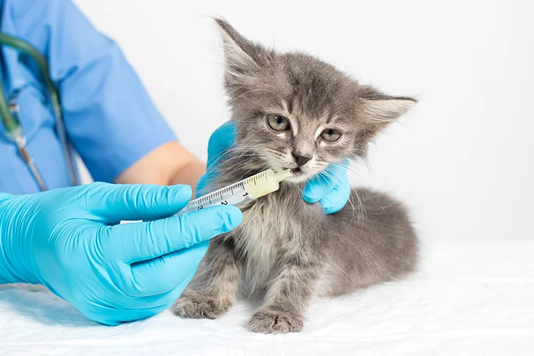 Kitten Receiving Deworming Treatment