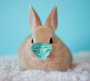 Disease in Rabbits - Rabbit Wearing Mask