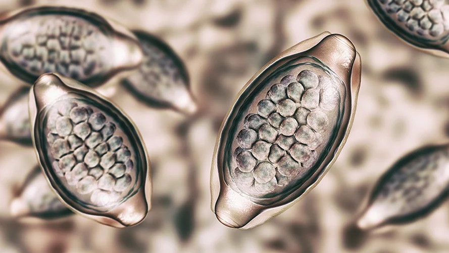 Roundworm Eggs Under Microscope