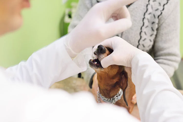 vet examines dog teeth