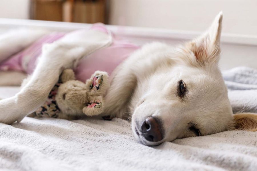 Sleepy Dog Holding Toy