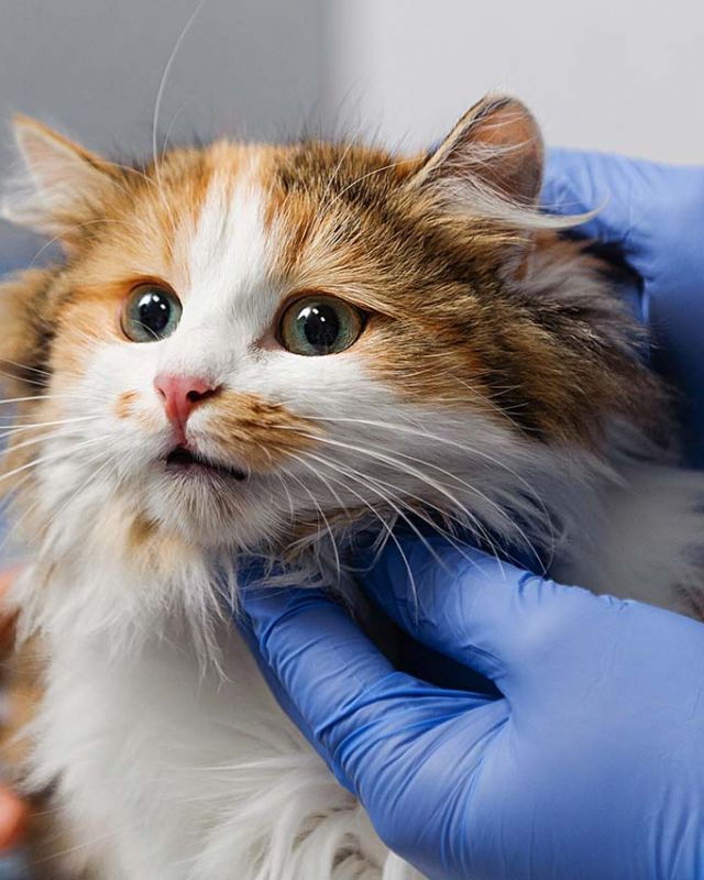 Cat Receiving Checkup